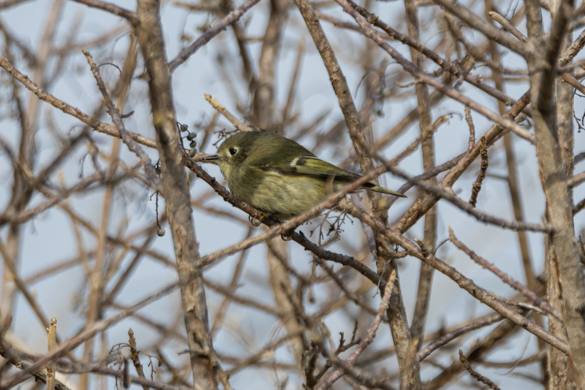 Ruby-crowned Kinglet - ML646147778