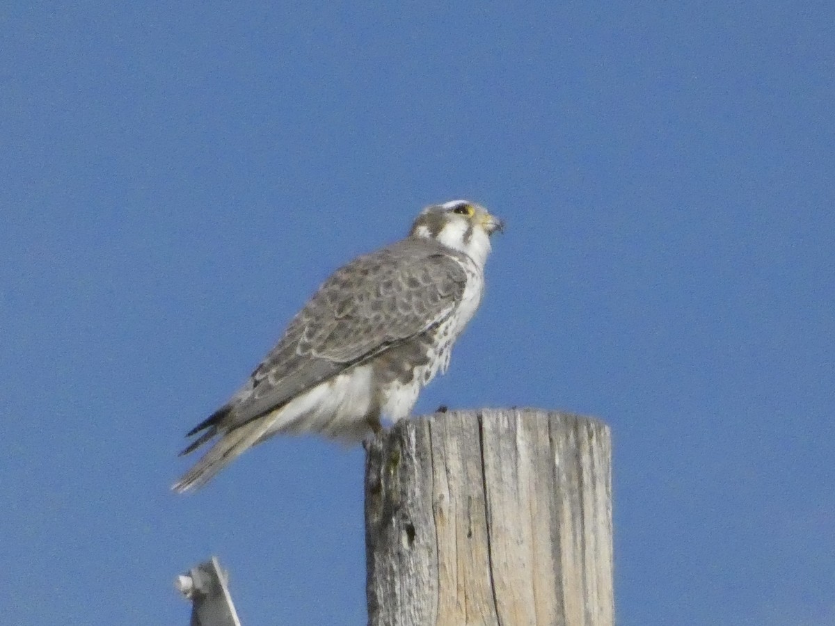 Prairie Falcon - ML646147783