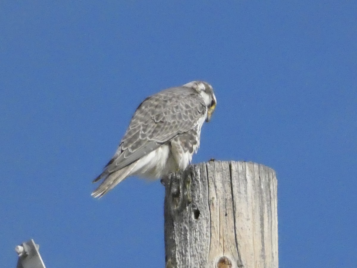 Prairie Falcon - ML646147784