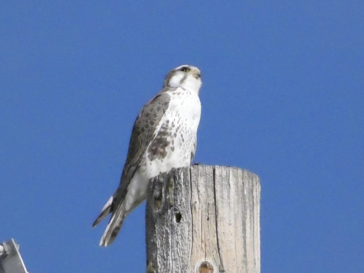 Prairie Falcon - ML646147785