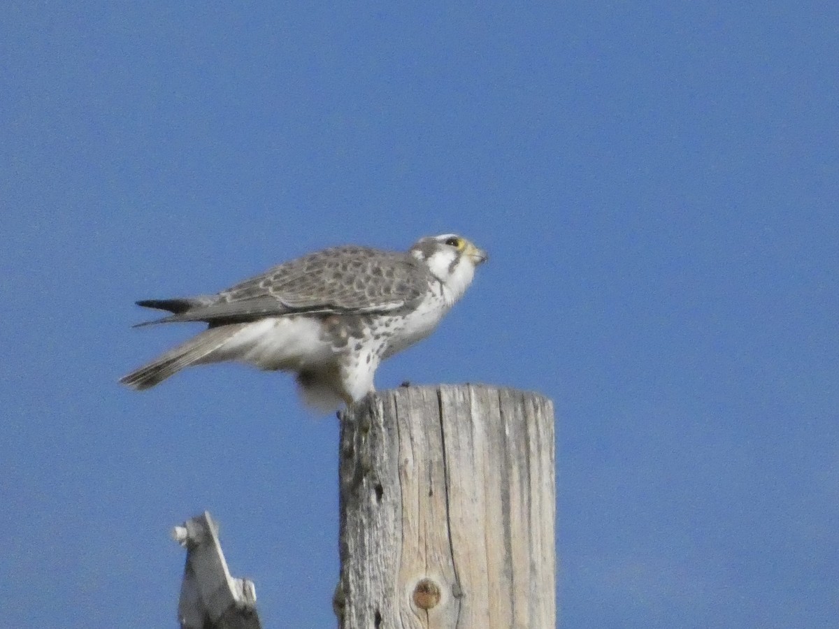 Prairie Falcon - ML646147786