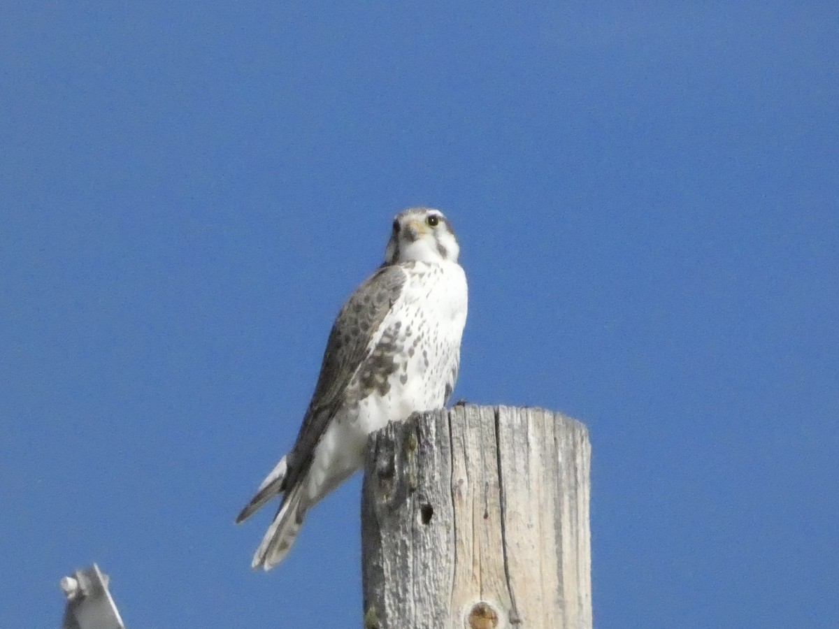 Prairie Falcon - ML646147787
