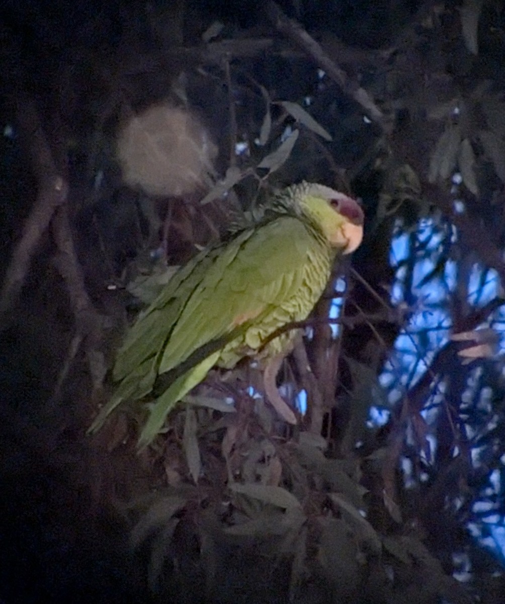 Lilac-crowned Amazon - ML646147788