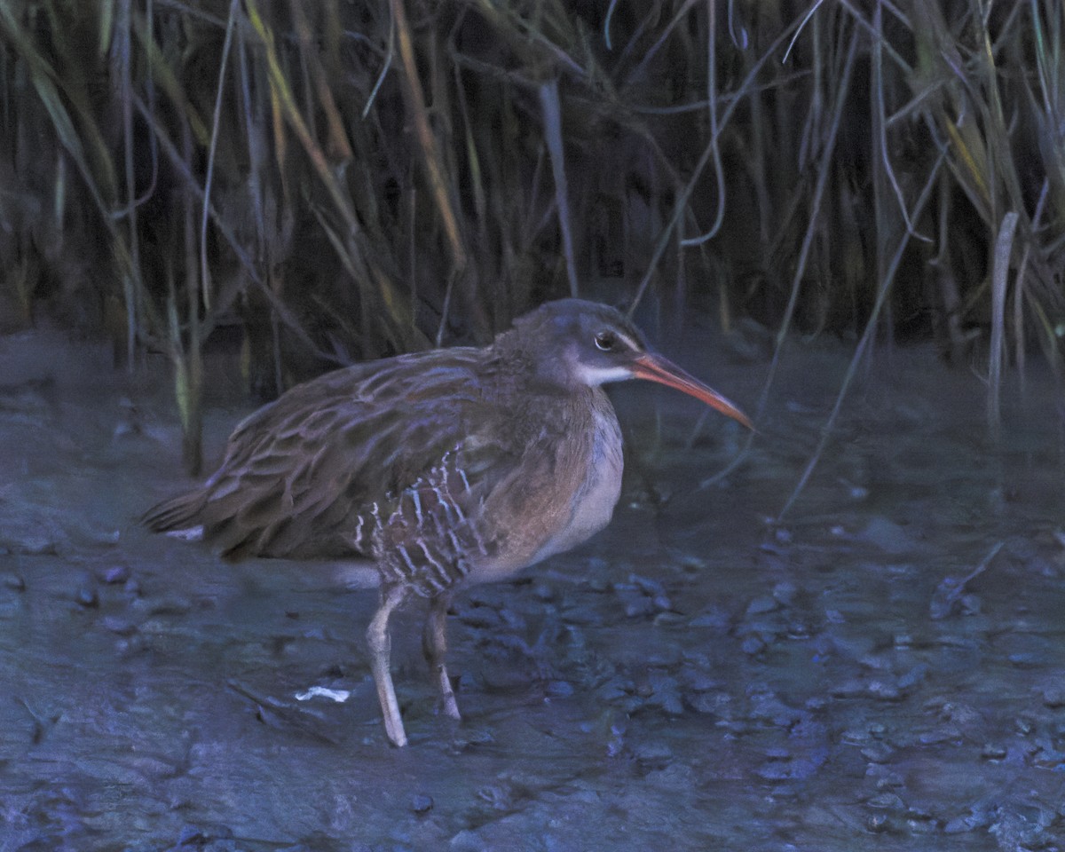 Clapper Rail - ML646147797