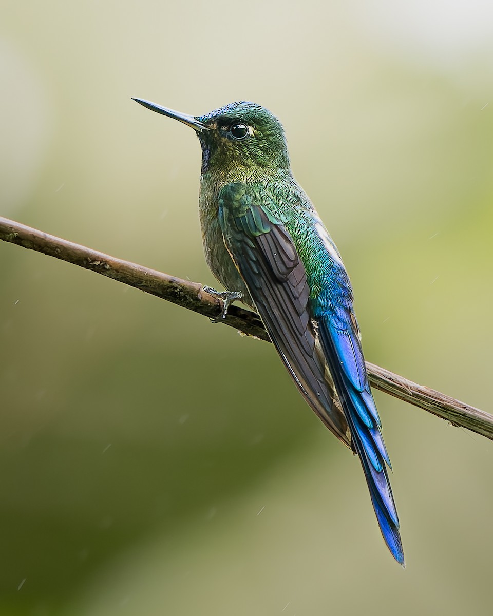 Violet-tailed Sylph - ML646147799