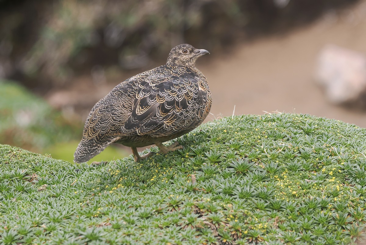 Rufous-bellied Seedsnipe - ML646147802