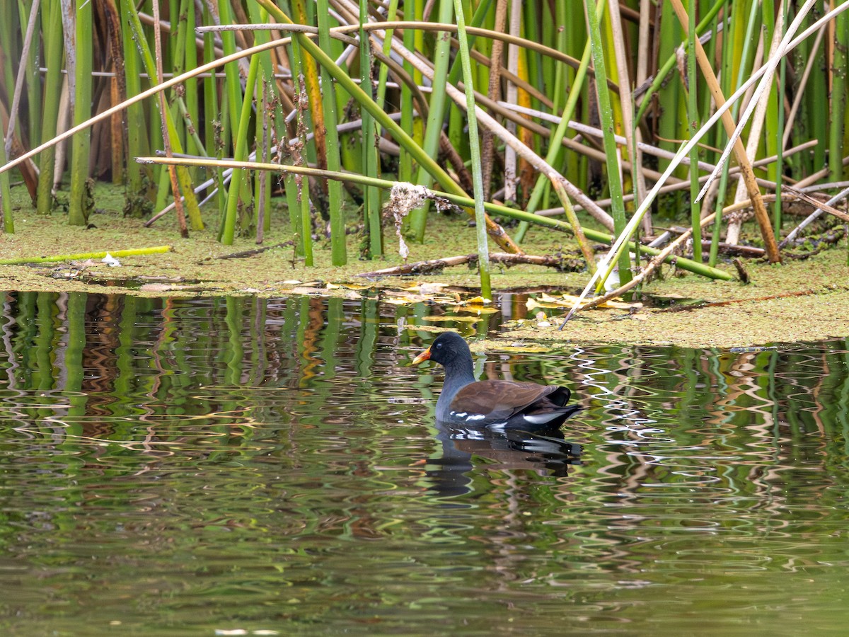 slípka americká - ML646147803