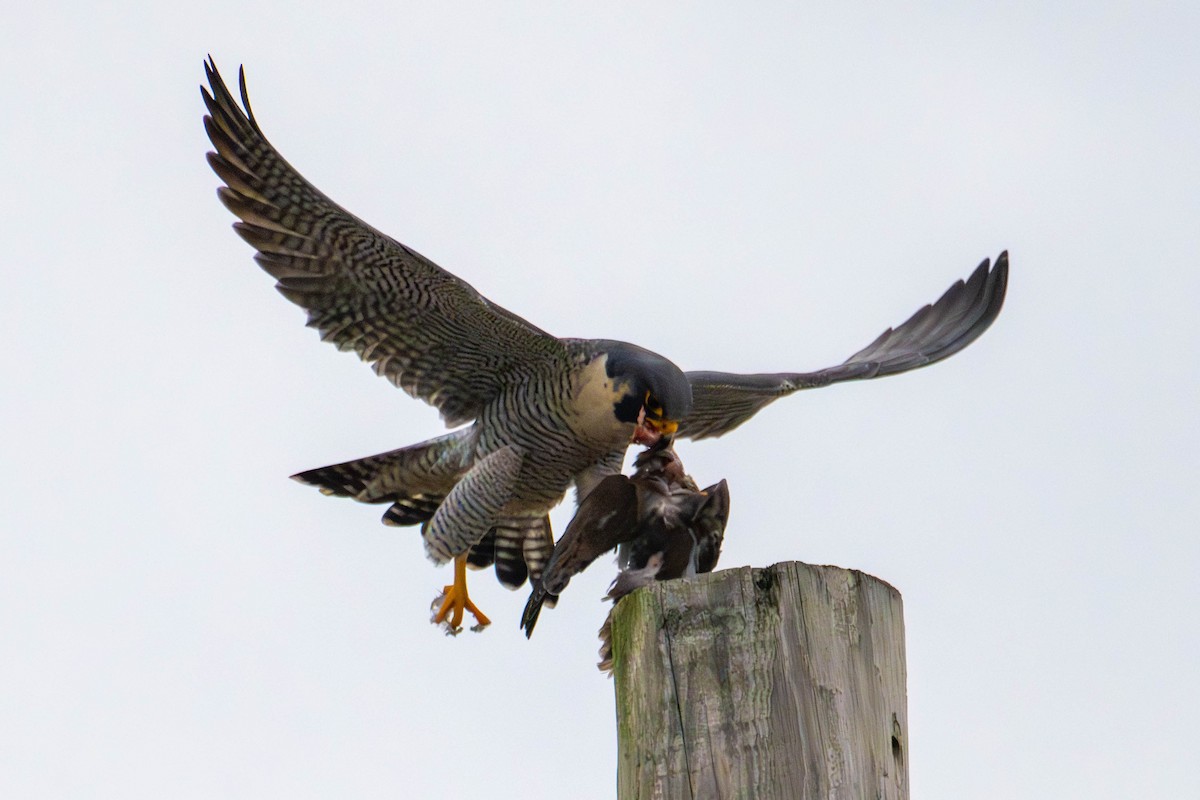 Peregrine Falcon (North American) - ML646147806