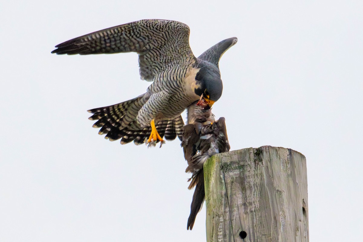 Peregrine Falcon (North American) - ML646147807