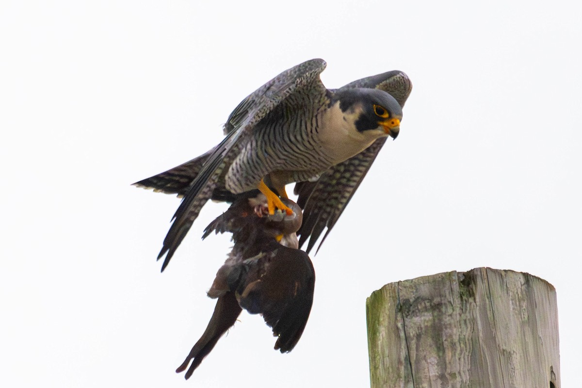Peregrine Falcon (North American) - ML646147808