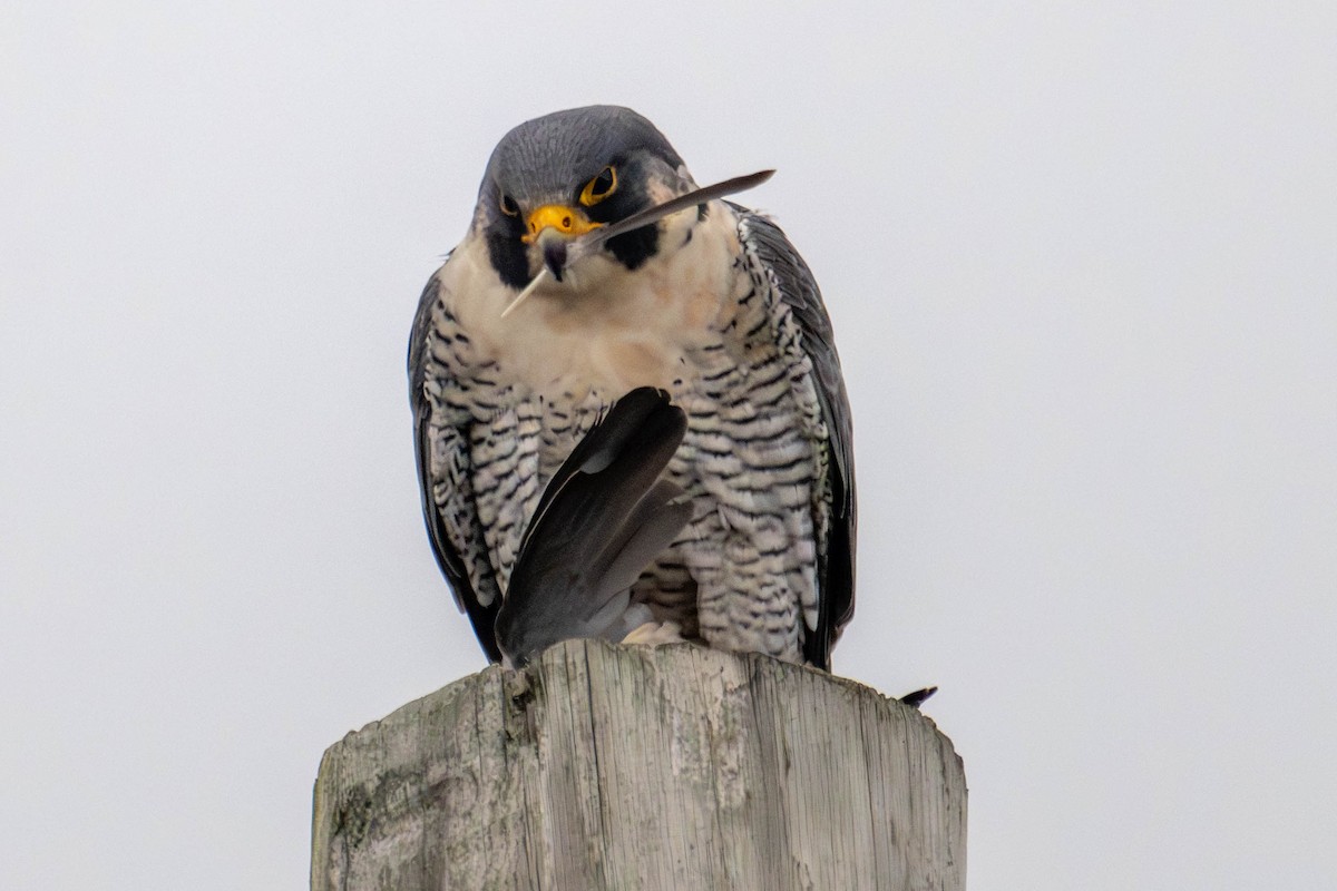 Peregrine Falcon (North American) - ML646147809