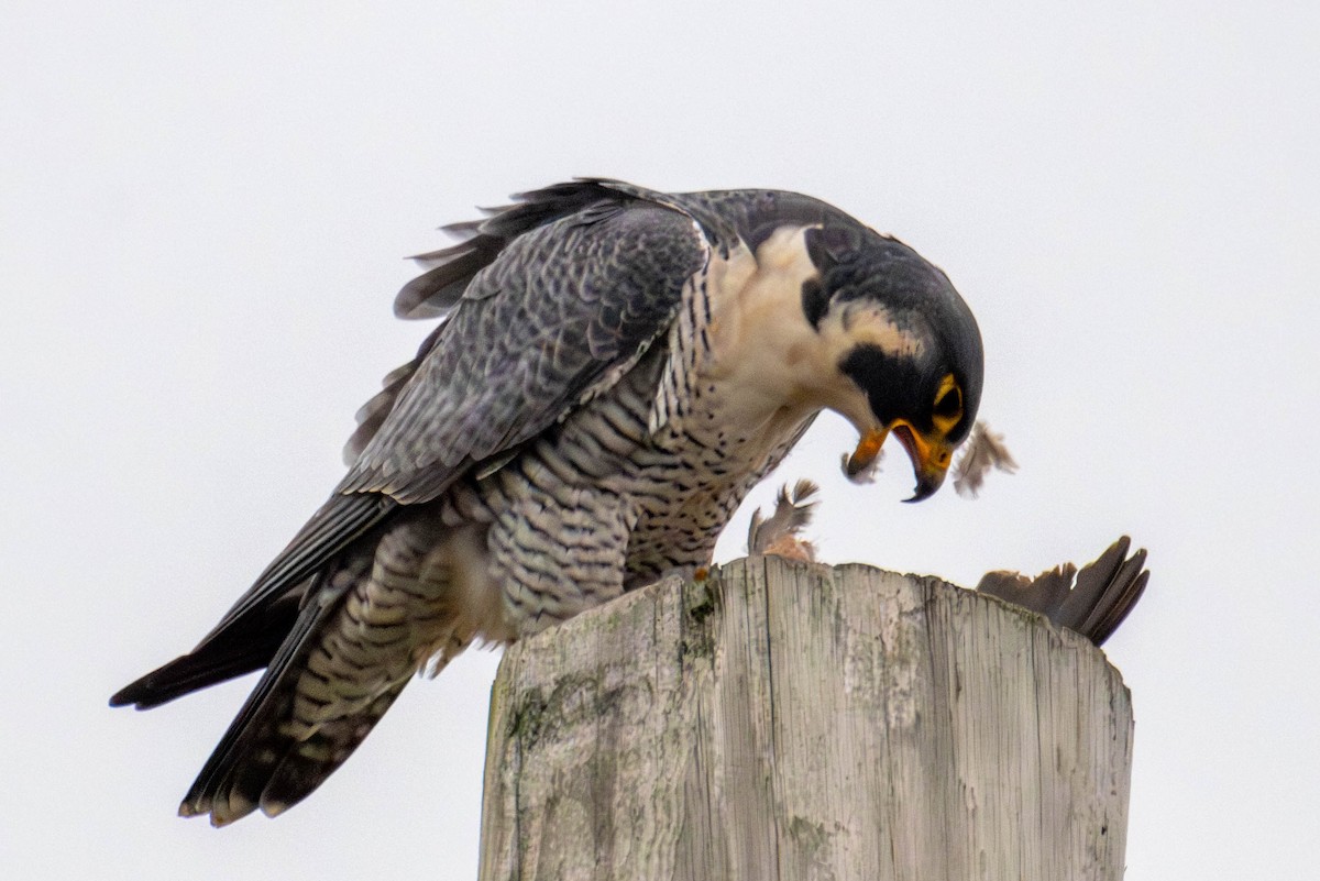 Peregrine Falcon (North American) - ML646147810