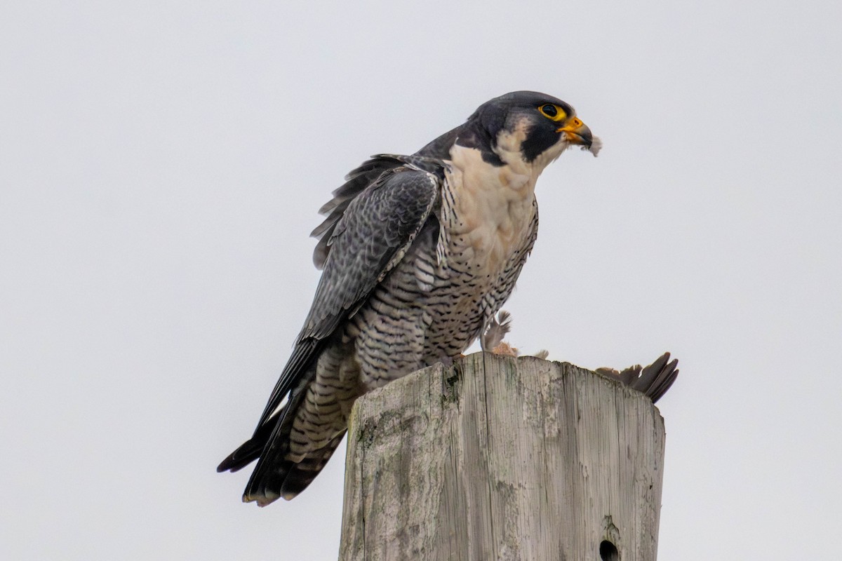 Peregrine Falcon (North American) - ML646147811