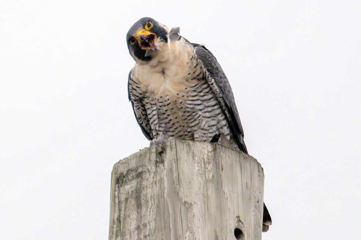 Peregrine Falcon (North American) - ML646147812