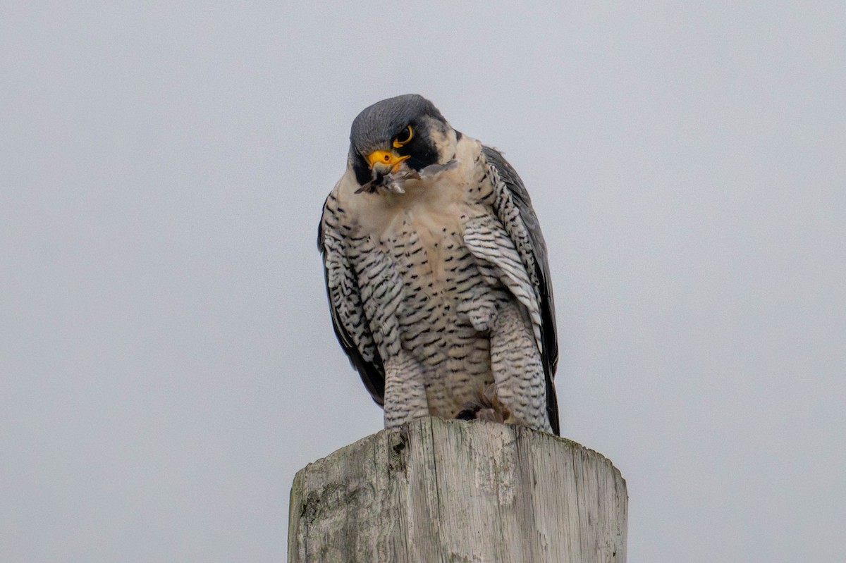 Peregrine Falcon (North American) - ML646147813