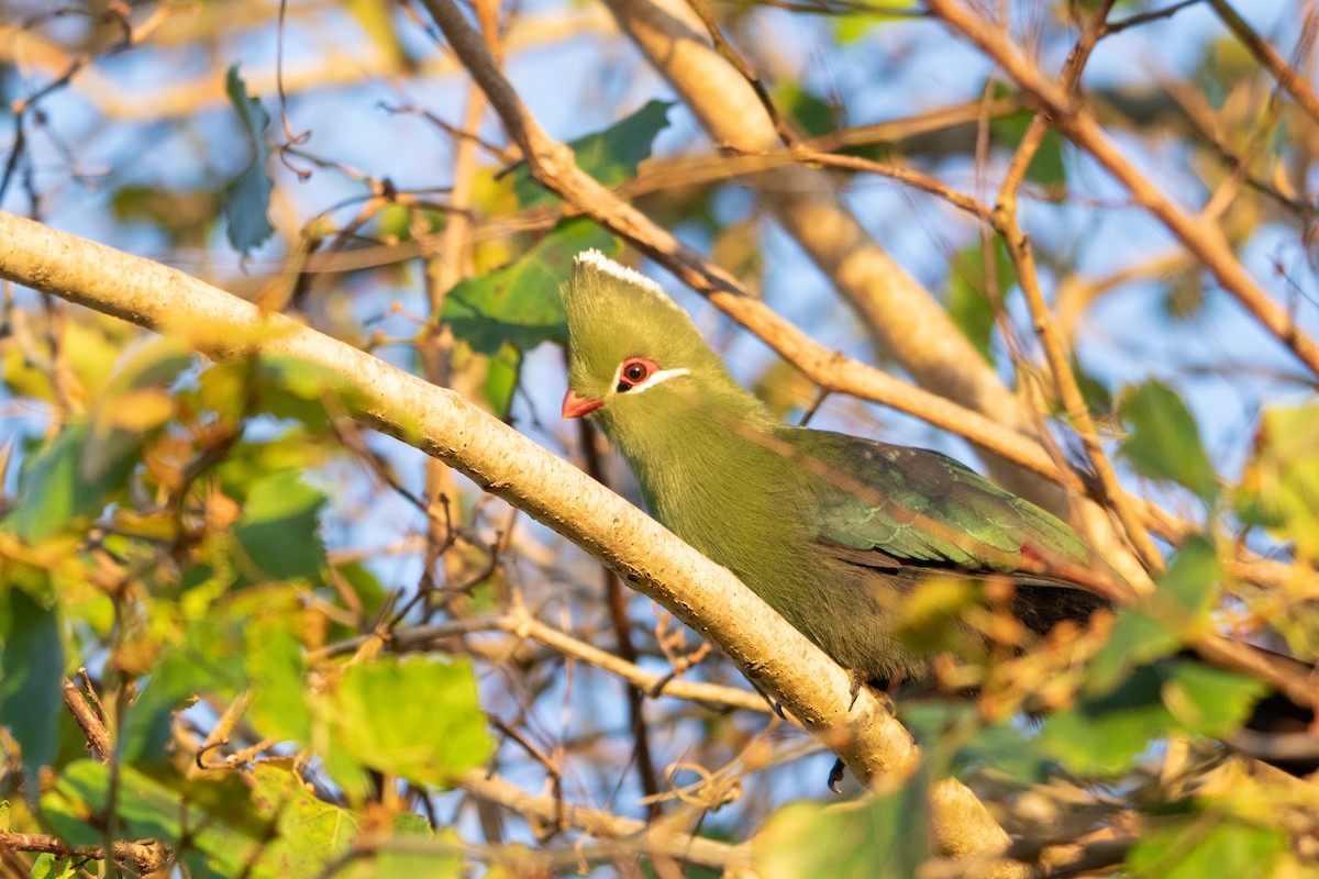 Knysna Turaco - ML646147815