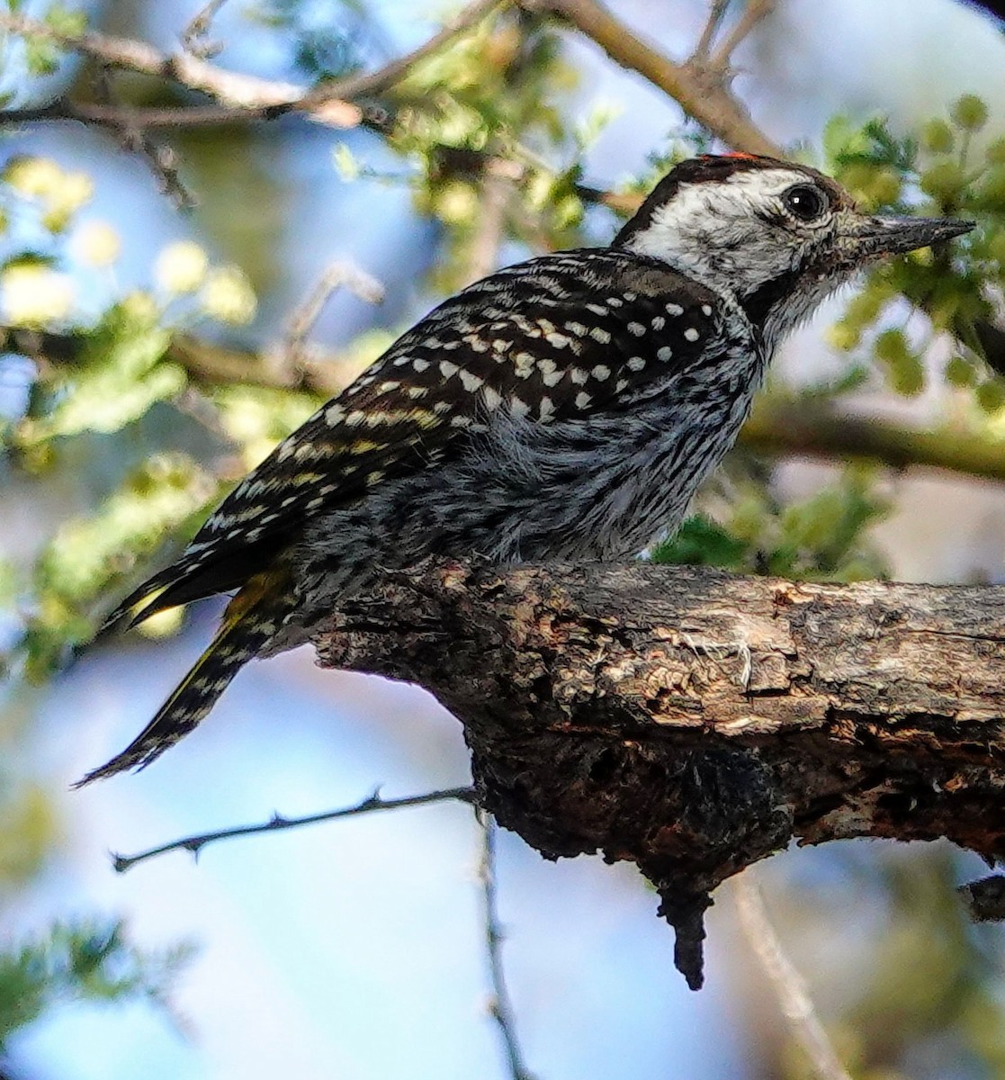 Cardinal Woodpecker - ML646147816