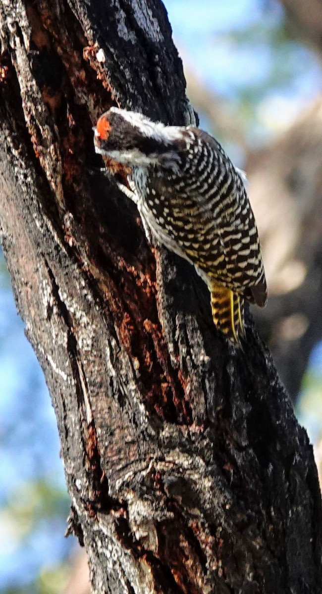 Cardinal Woodpecker - ML646147817