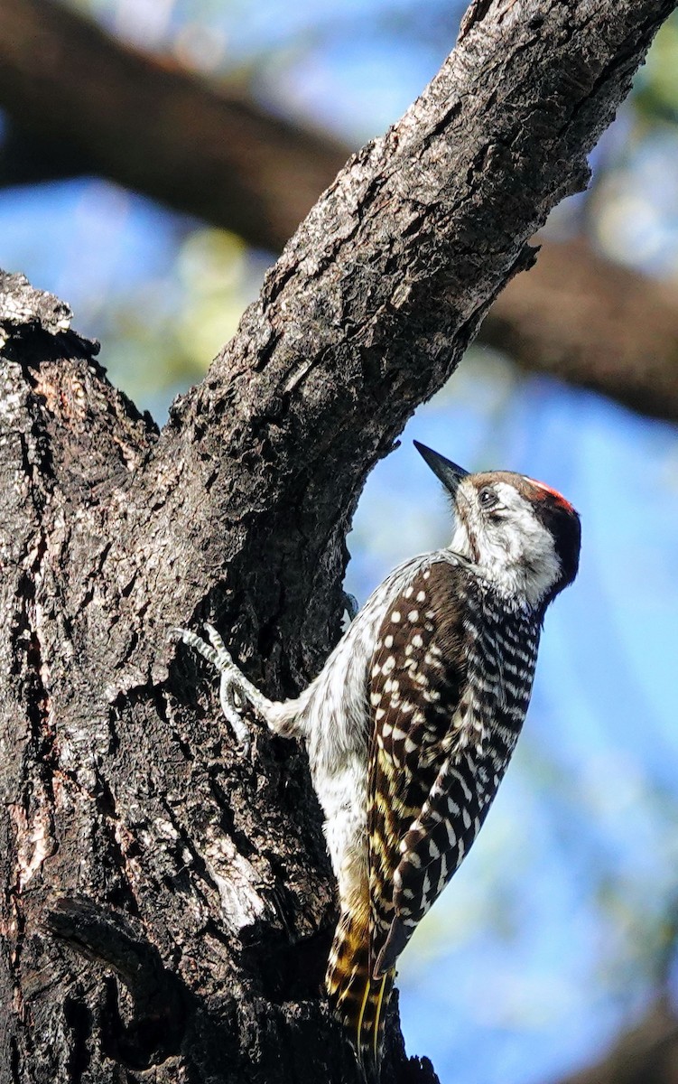 Cardinal Woodpecker - ML646147818