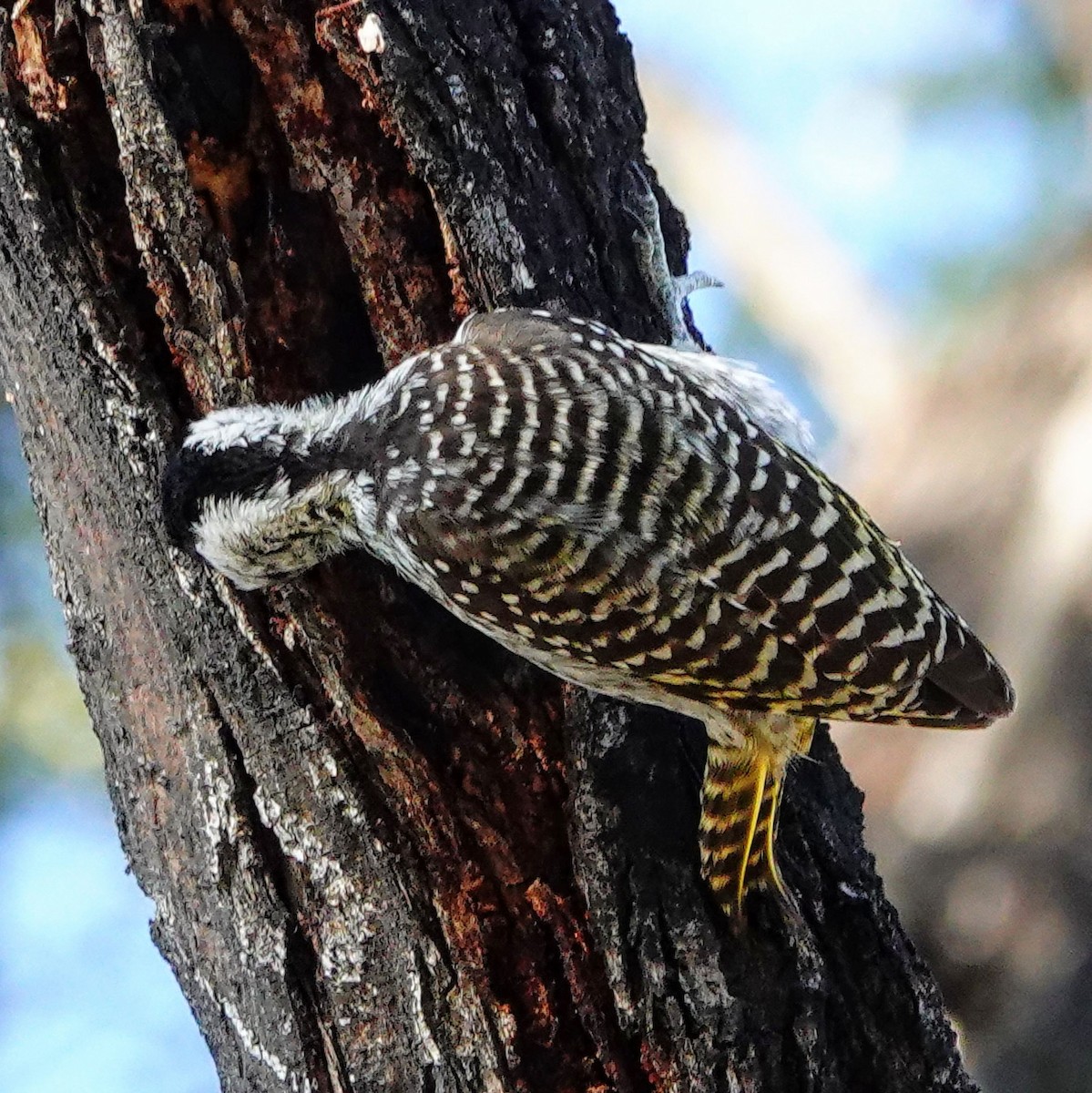 Cardinal Woodpecker - ML646147819