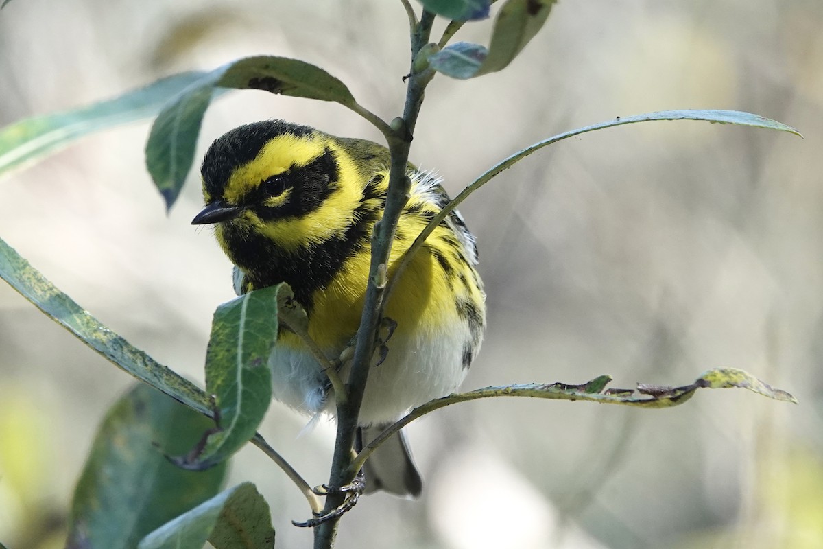 Townsend's Warbler - ML646147822