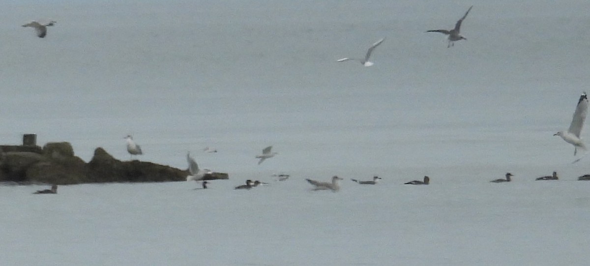 Red-breasted Merganser - ML646147839