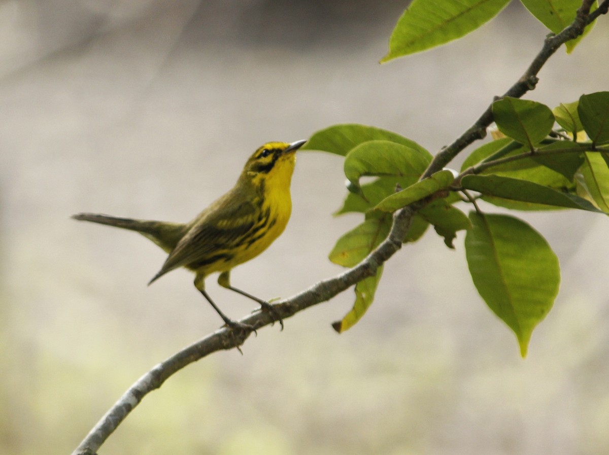 Prairie Warbler - ML646147874