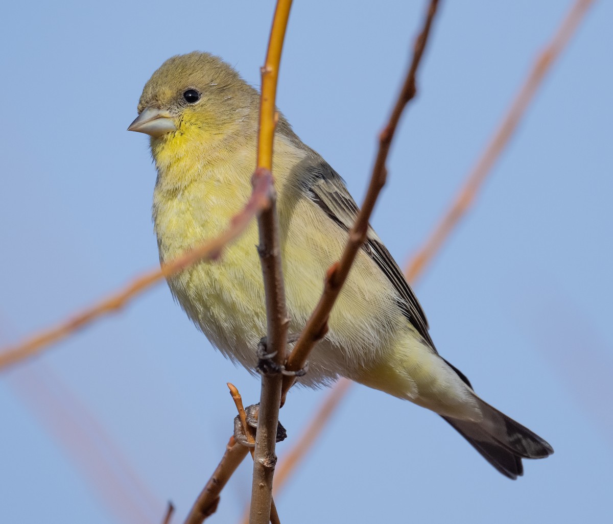Lesser Goldfinch - ML646147876