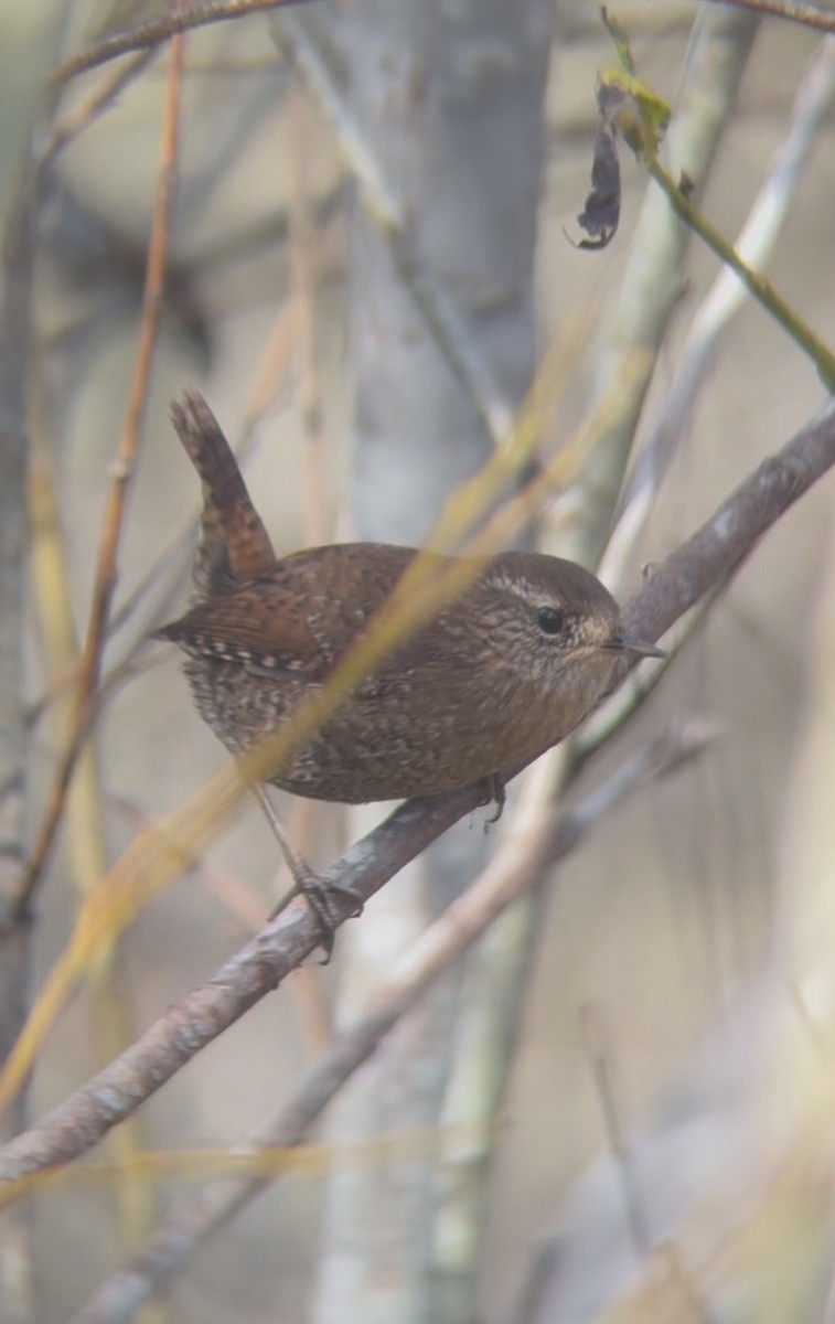 Pasifik/Orman Çıtkuşu - ML646147878