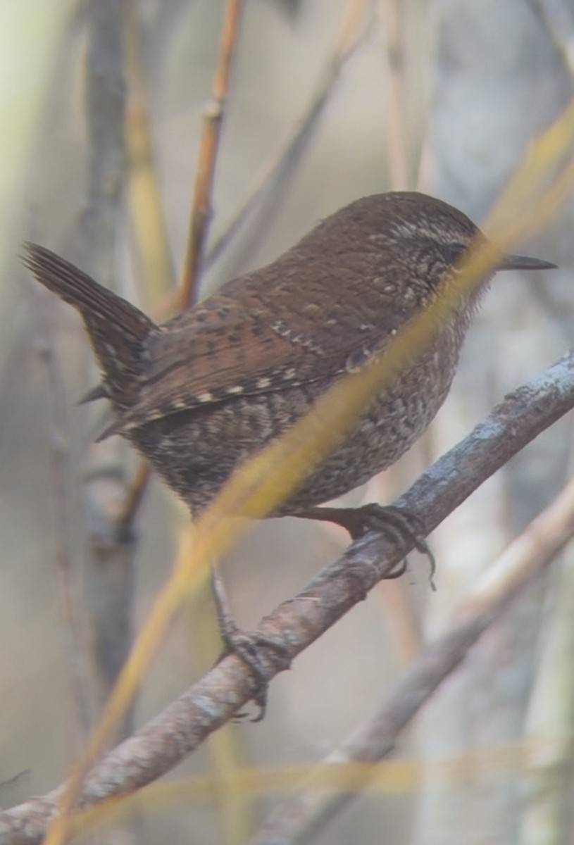 Pasifik/Orman Çıtkuşu - ML646147879