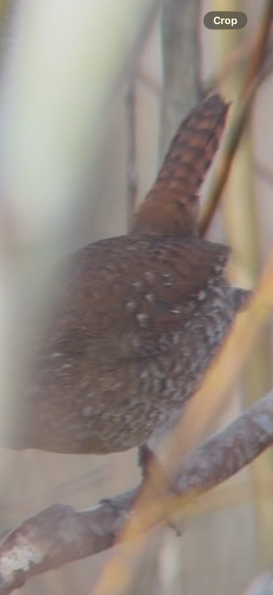 Pasifik/Orman Çıtkuşu - ML646147880