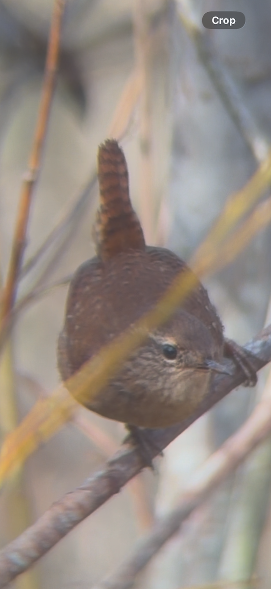 Pasifik/Orman Çıtkuşu - ML646147881