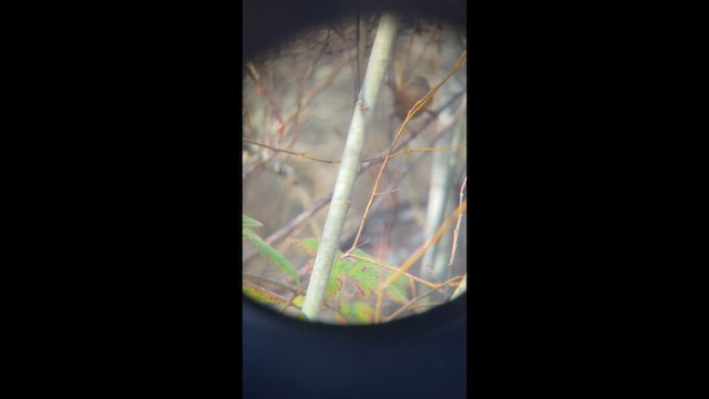 Pacific/Winter Wren - ML646147882