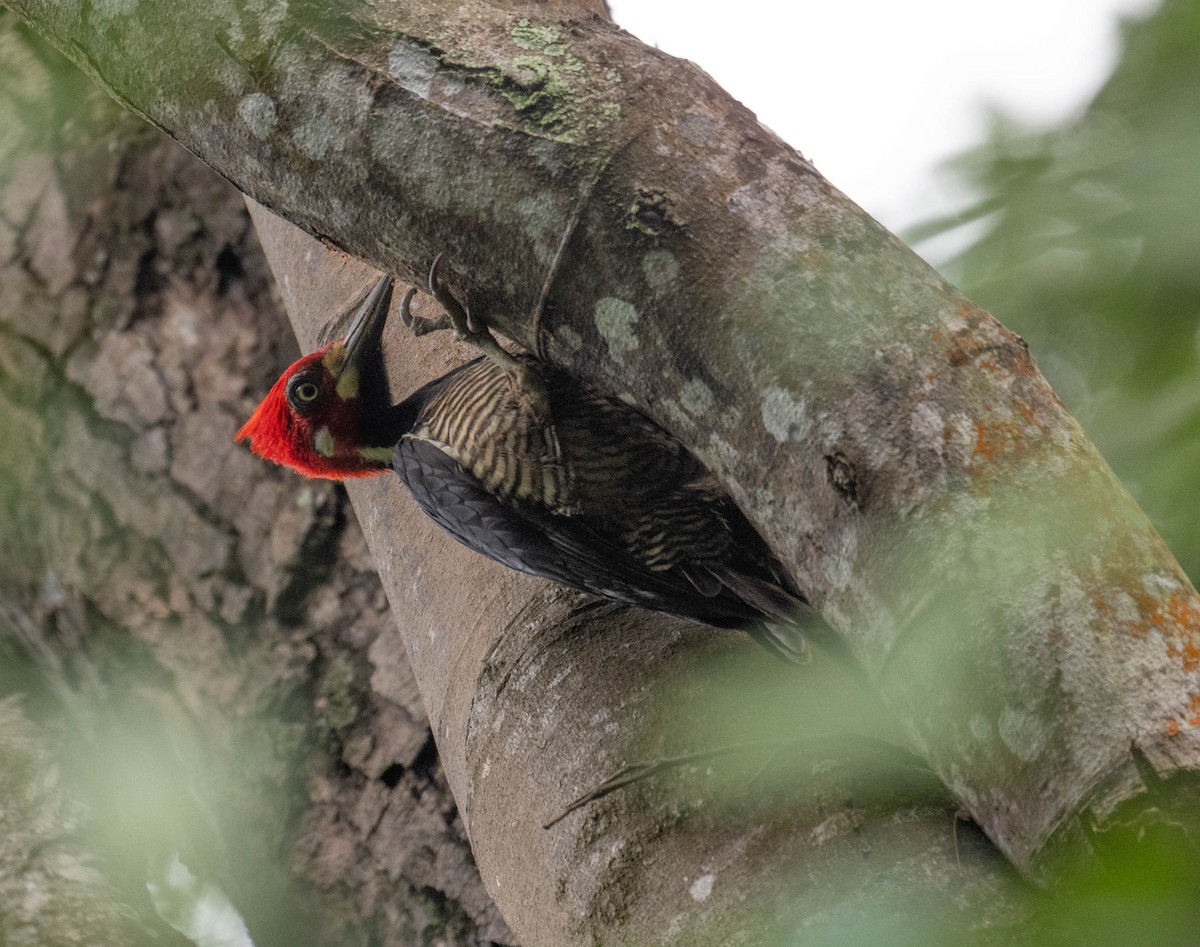 Crimson-crested Woodpecker - ML646147883