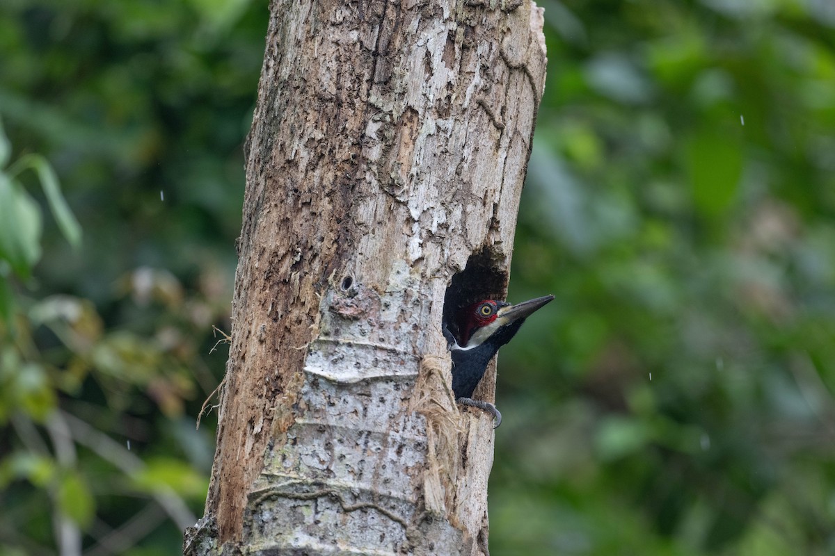 Crimson-crested Woodpecker - ML646147884