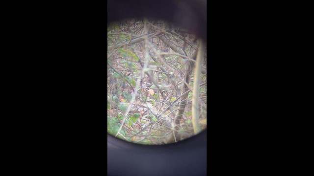 Pacific/Winter Wren - ML646147885