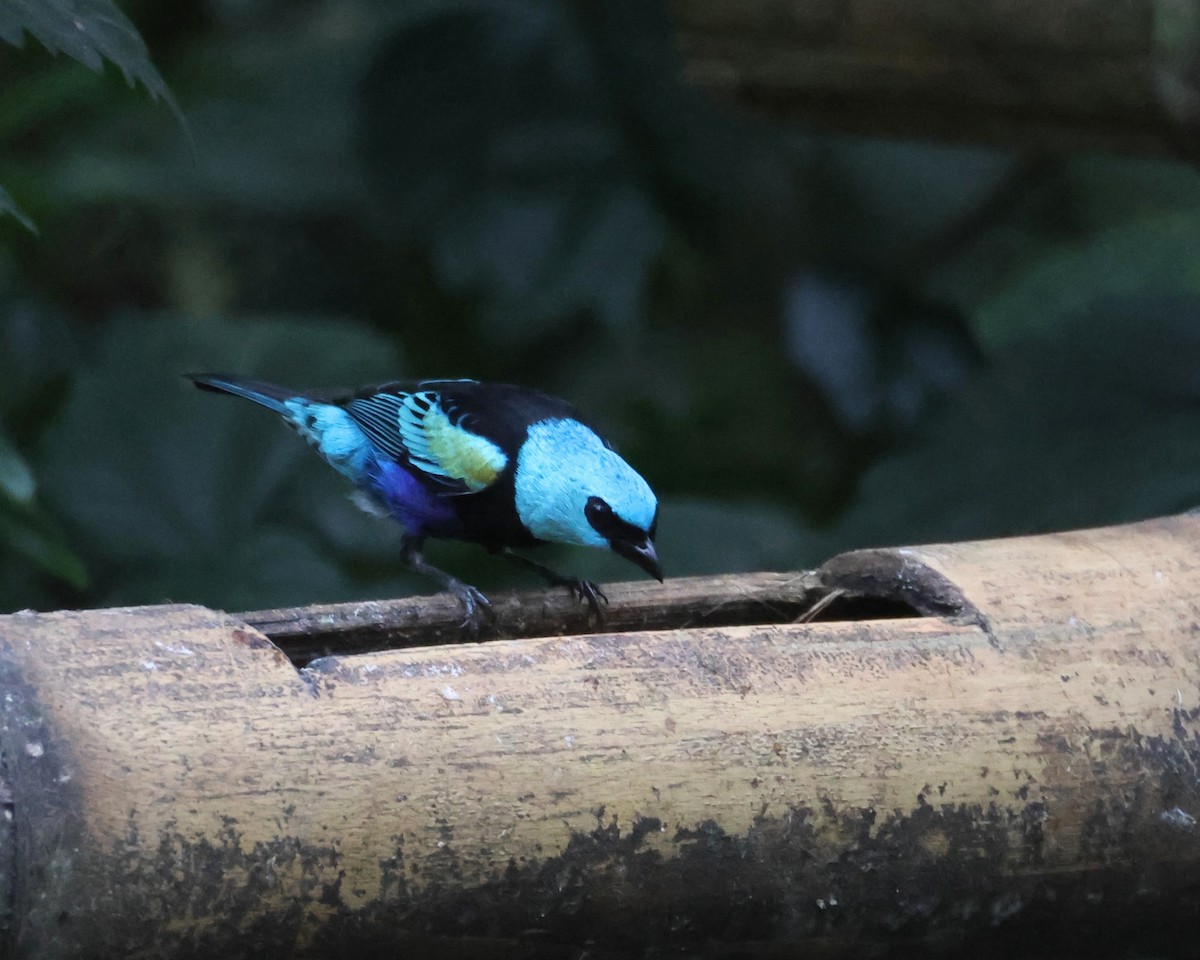 Calliste à cou bleu - ML646147887