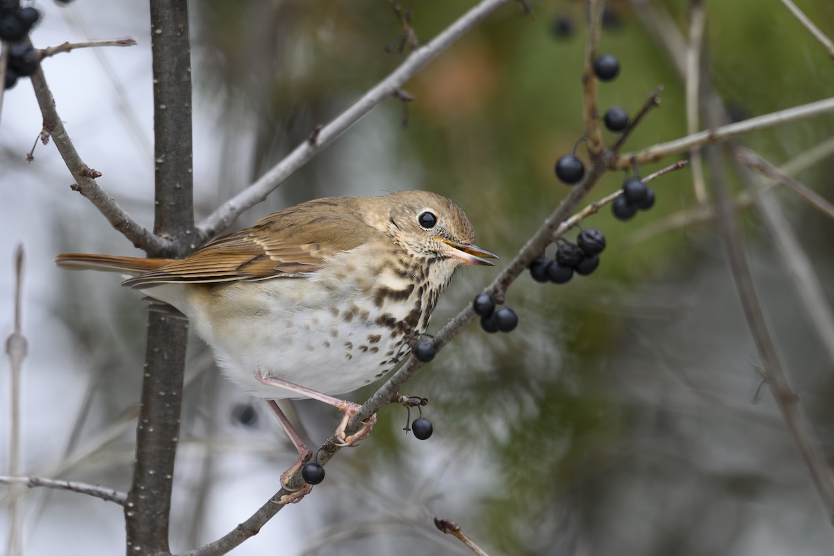 Hermit Thrush - ML646147892