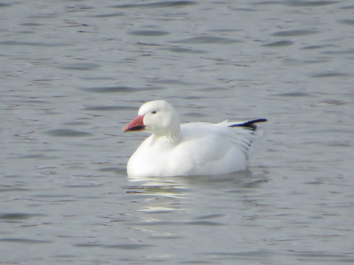 Snow Goose - ML646147893