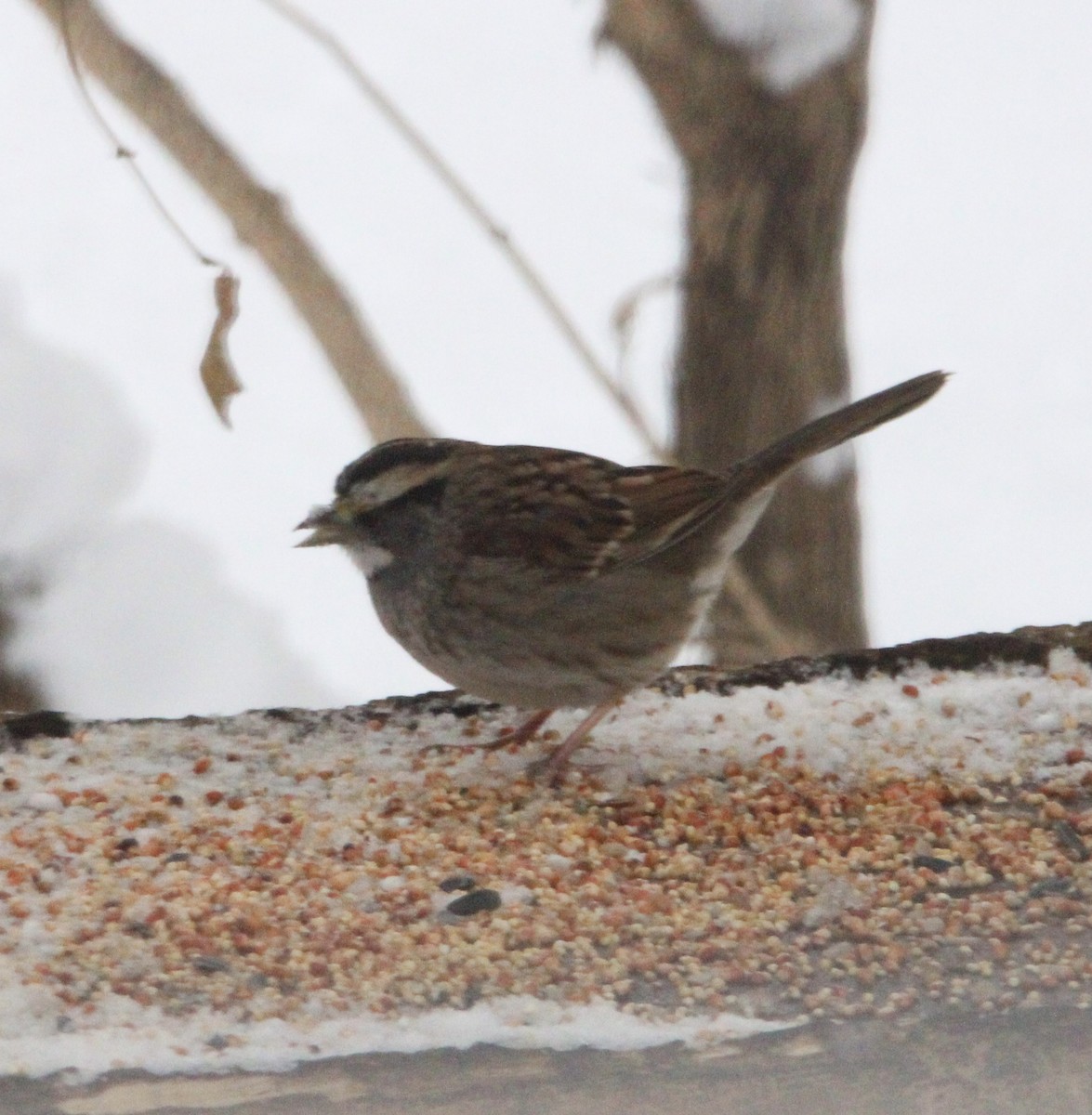 White-throated Sparrow - ML646147894