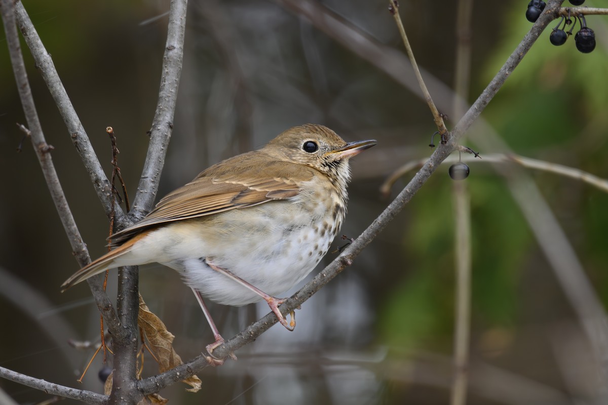 Hermit Thrush - ML646147910