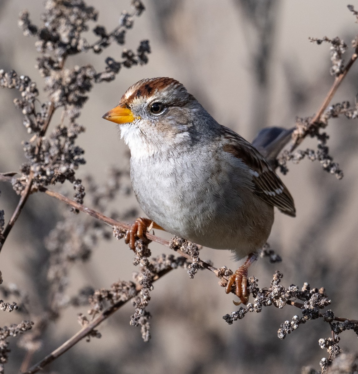 White-crowned Sparrow - ML646147924