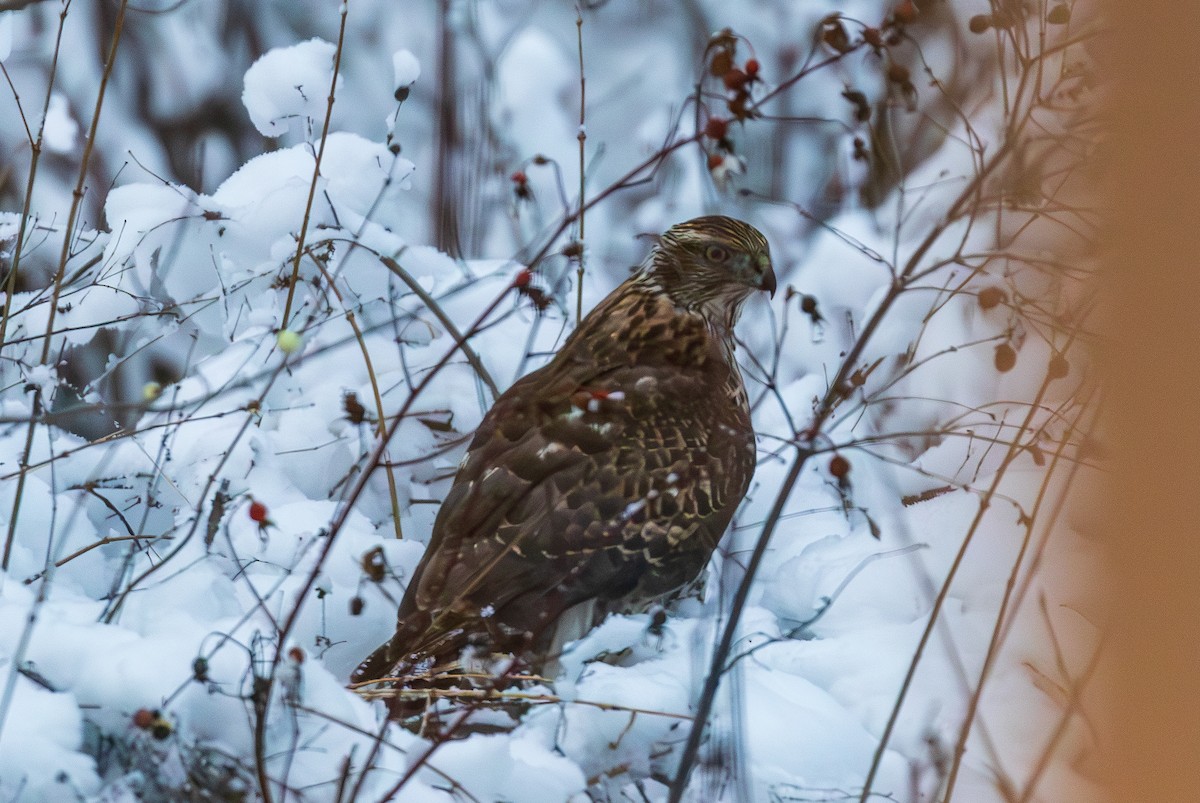 American Goshawk - ML646147927
