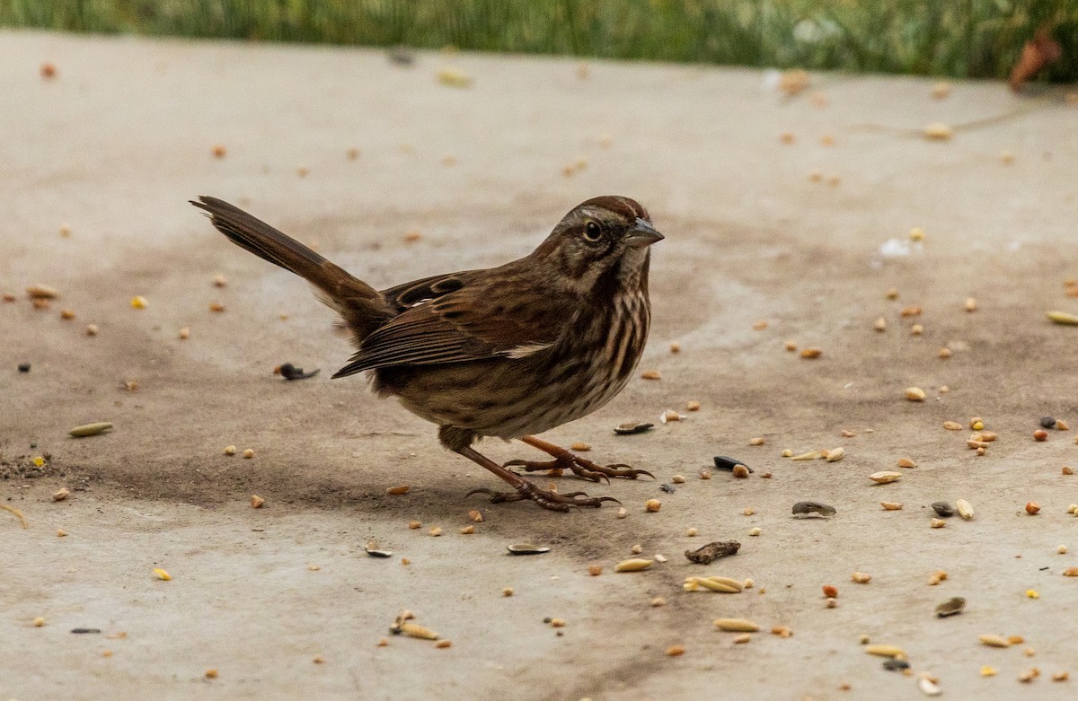 Song Sparrow - ML646147934
