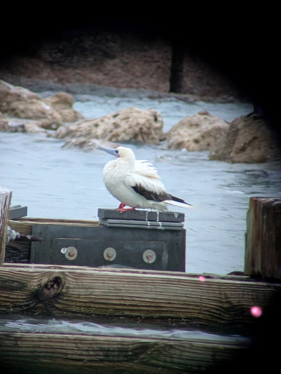 terej červenonohý - ML646147951