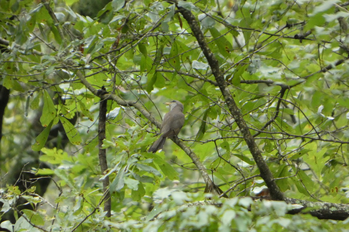 Желтоклювая пиайя - ML646147952