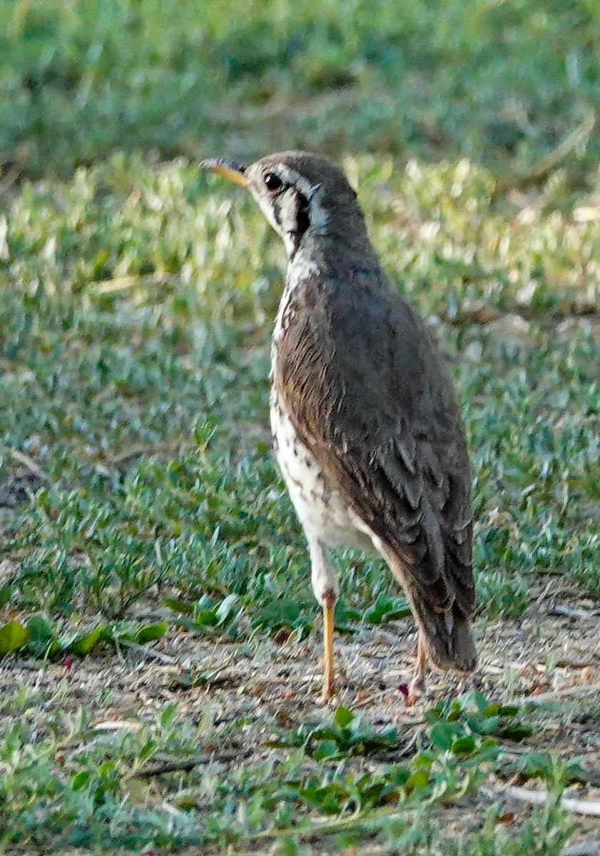Groundscraper Thrush - ML646147954