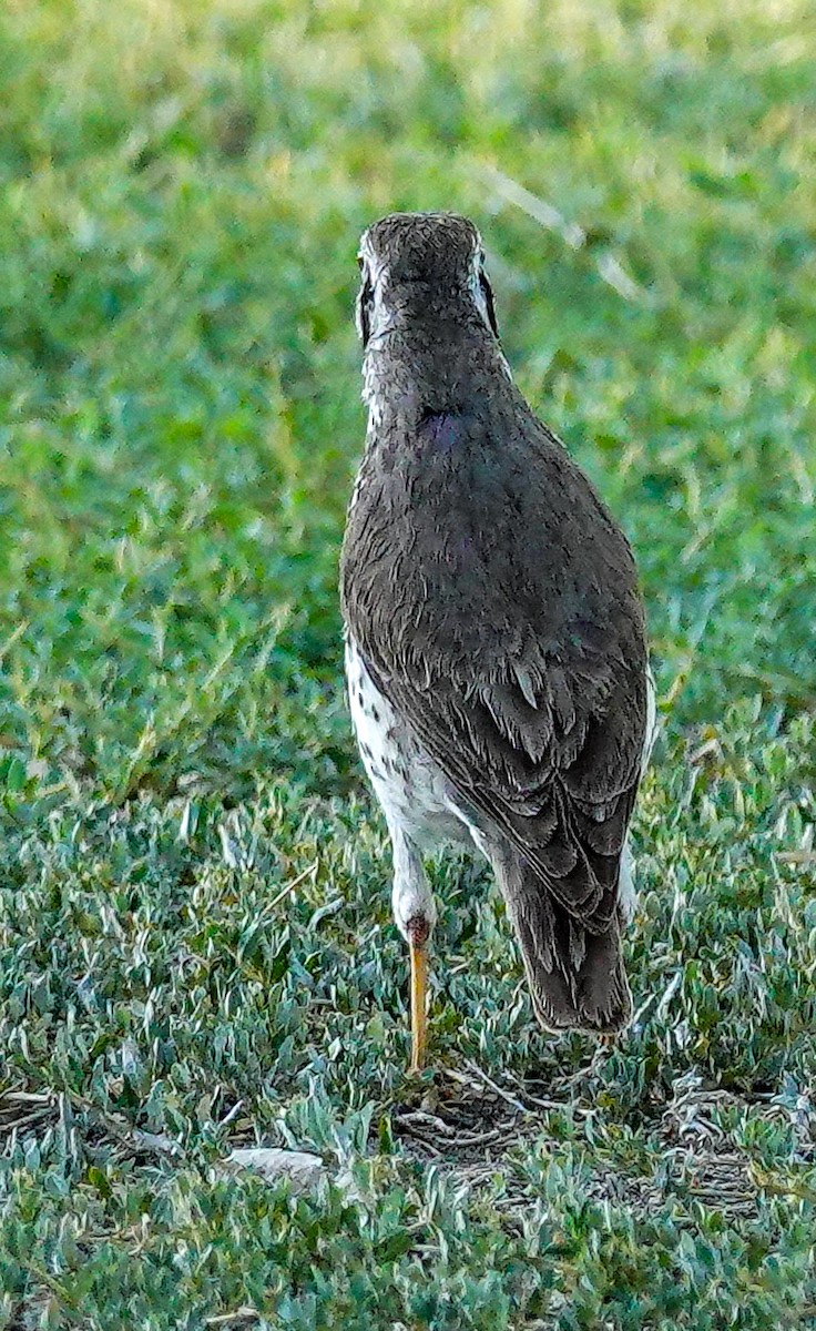Groundscraper Thrush - ML646147955