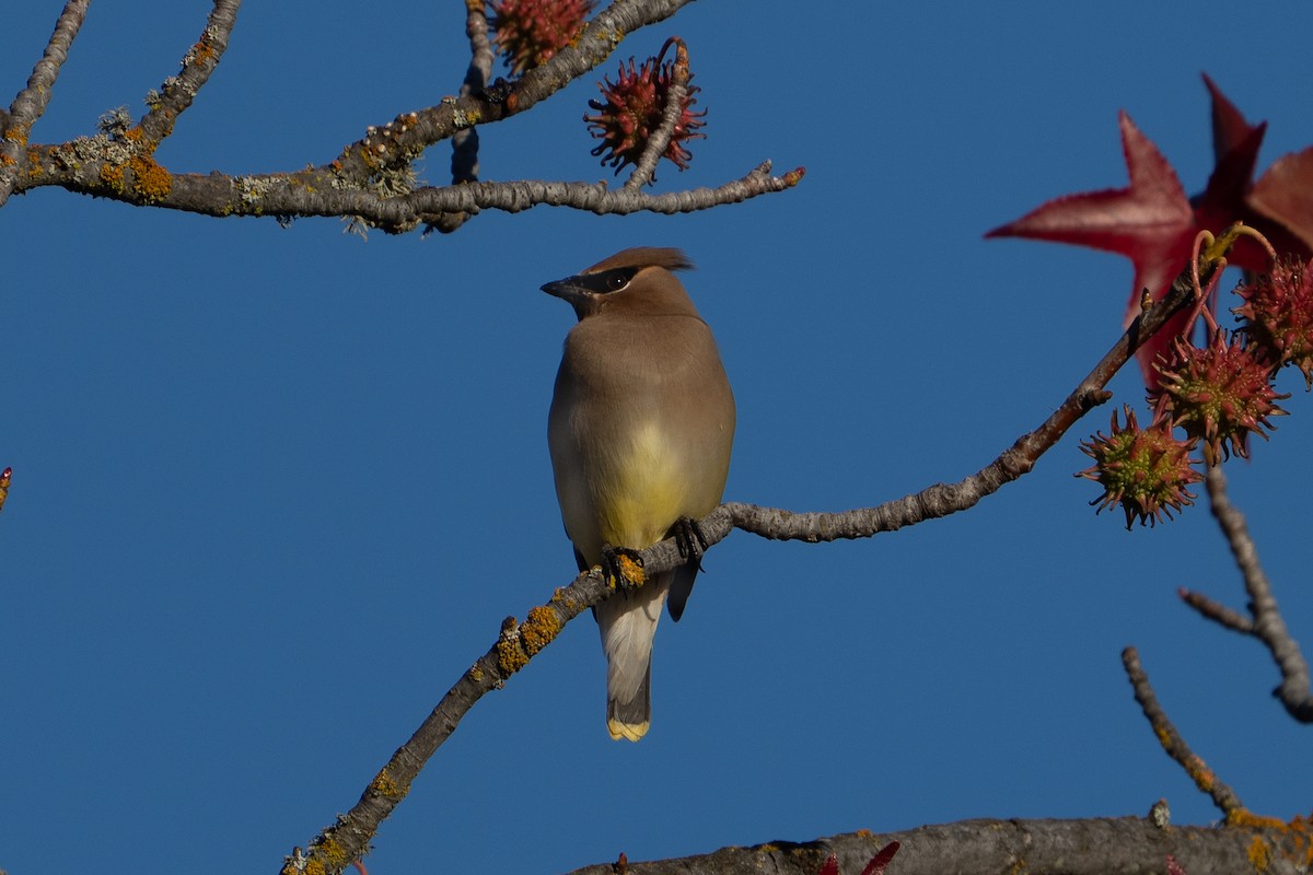 Cedar Waxwing - ML646147957