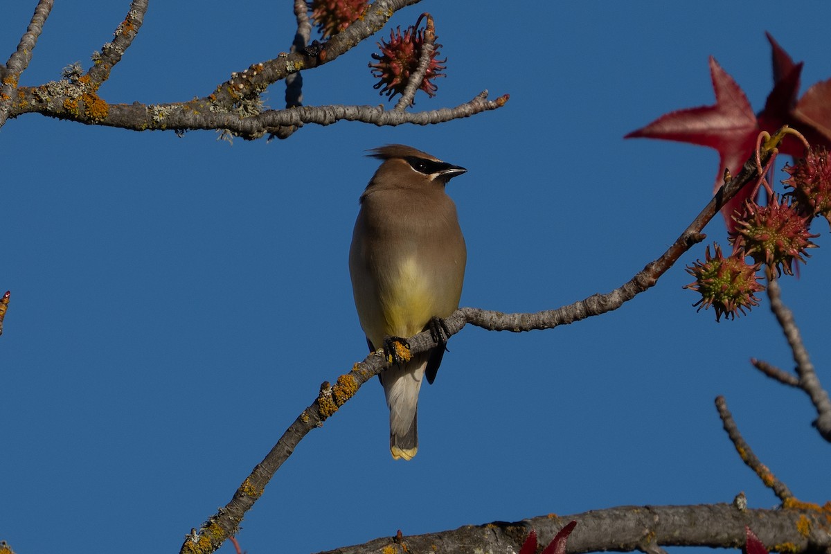 Cedar Waxwing - ML646147958